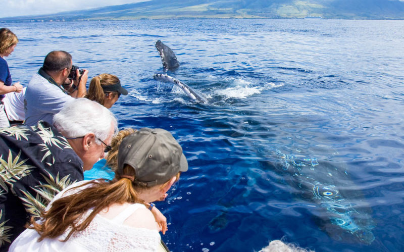Cool Things to do in Hawaii: Humpback Whales on Maui