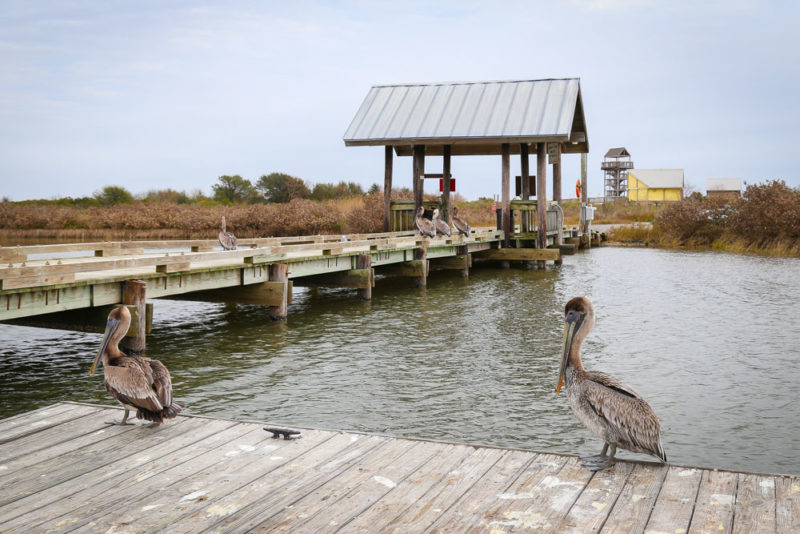 Cool Things to do in Louisiana: Grand Isle State Park