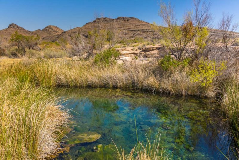 Cool Things to do in Nevada: Ash Meadows National Wildlife Refuge