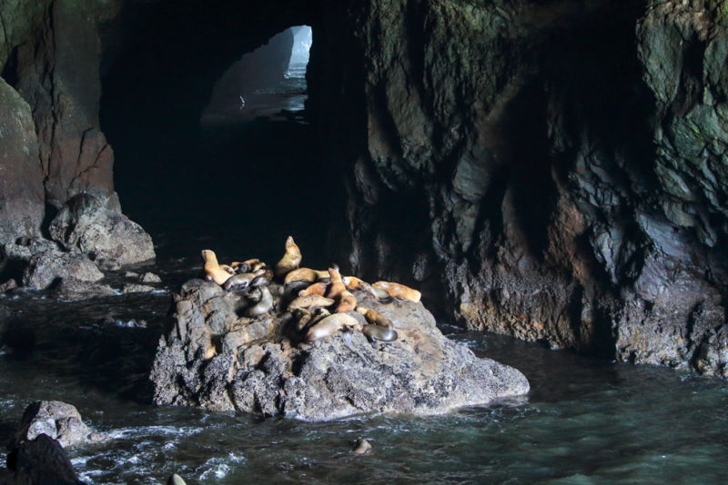 Cool Things to do in Oregon: Sea-Lion Caves