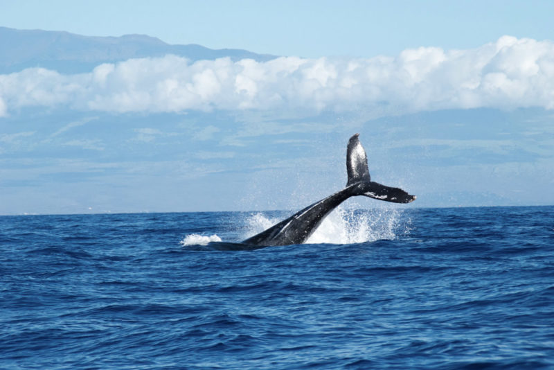 Cool Things to do on Hawaii’s Big Island: Whale Watching in Winter