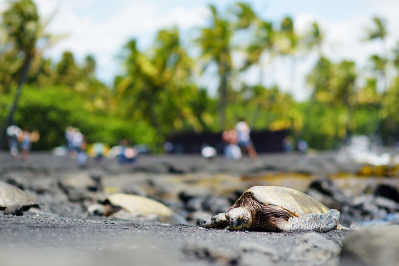 Fun Things to do in Hawaii: Black Sand Beach and Green Sea Turtles