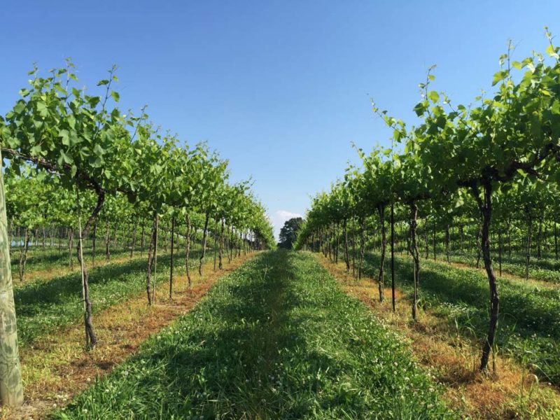 Fun Things to do in Illinois: Shawnee Hills Wine Trail