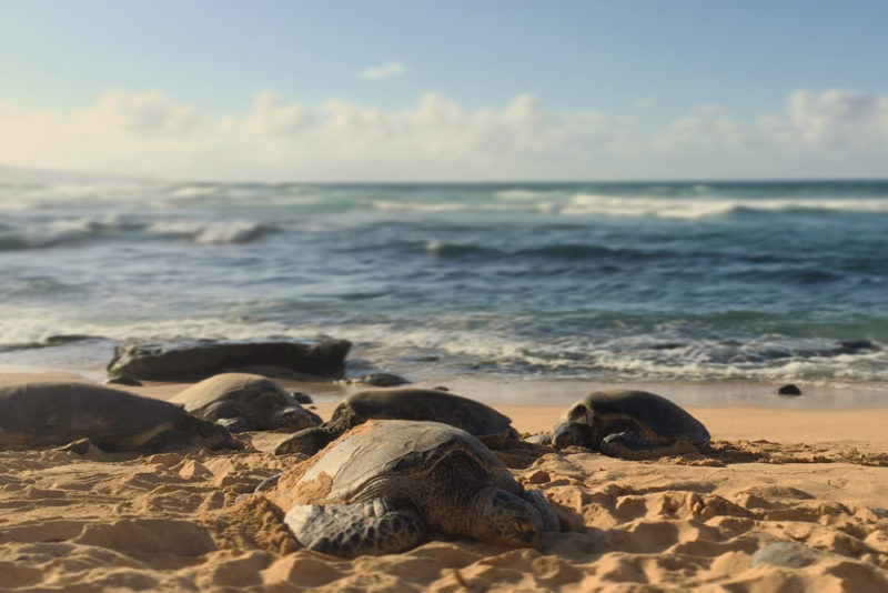 Fun Things to do on Maui: Town of Paia