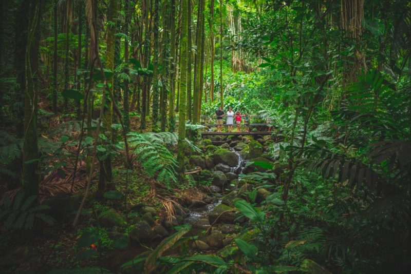 Hawaii’s Big Island Bucket List: Hawaii Tropical Bioreserve & Garden