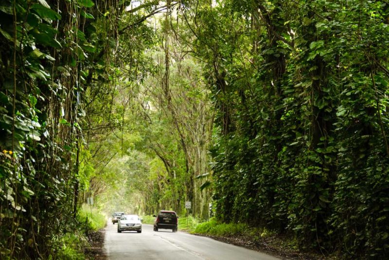 Kauai Bucket List: Kauai Tree Tunnel
