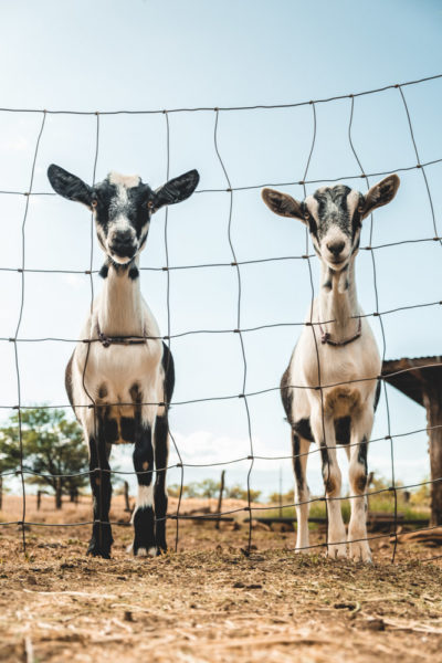 Maui Things to do: Surfing Goat Dairy