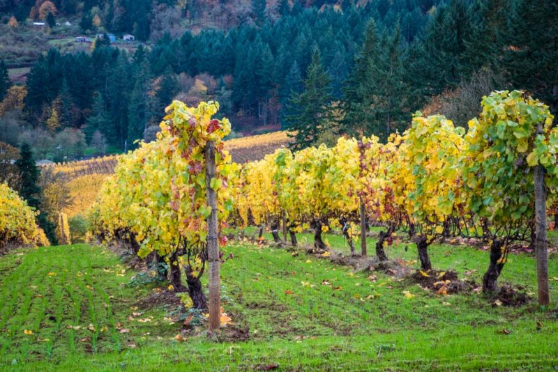 Oregon Things to do: Wine Tasting Willamette Valley