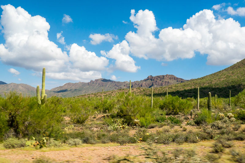 Unique Things to do in Arizona: Arizona-Sonora Desert Museum