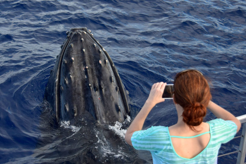 Unique Things to do in Hawaii: Humpback Whales on Maui