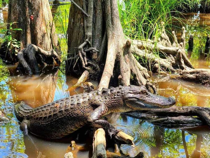 Unique Things to do in Louisiana: Honey Island Swamp Tour