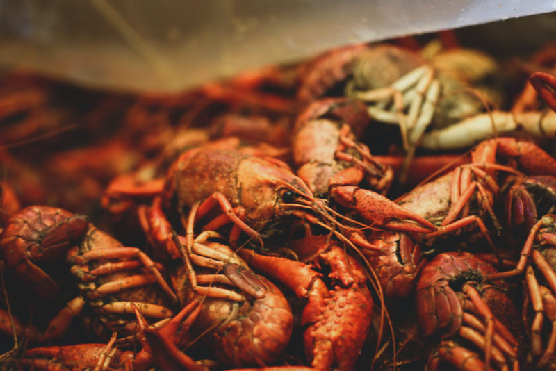 Unique Things to do in Louisiana: Louisiana’s Most Iconic Local Dishes