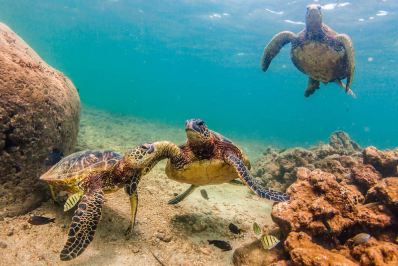 Unique Things to do on Kauai: Snorkel with Sea Turtles at Tunnels