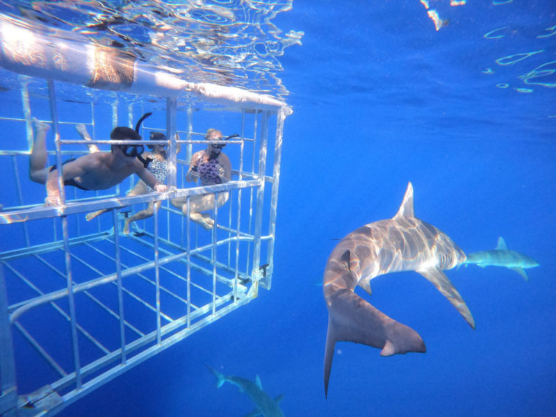What to do in Hawaii: Sharks on the North Shore