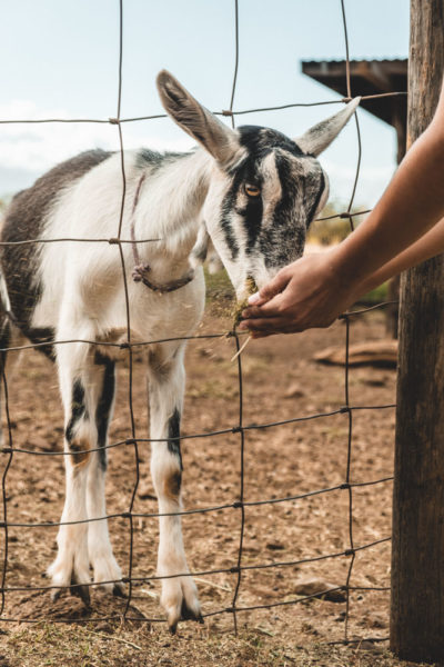 What to do on Maui: Surfing Goat Dairy