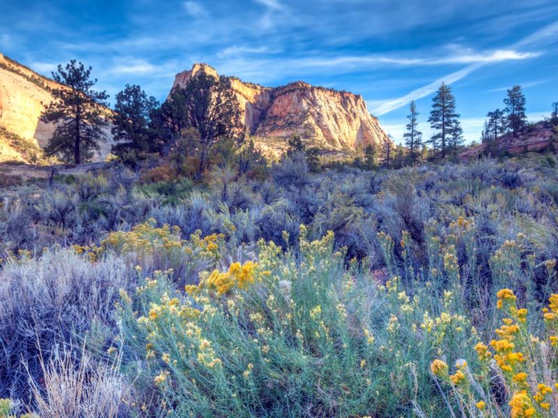 Where to Stay Near Zion National Park: Best Hotels