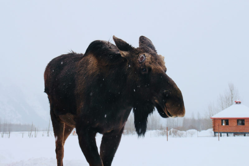 Alaska Things to do: Alaska Wildlife Conservation Center