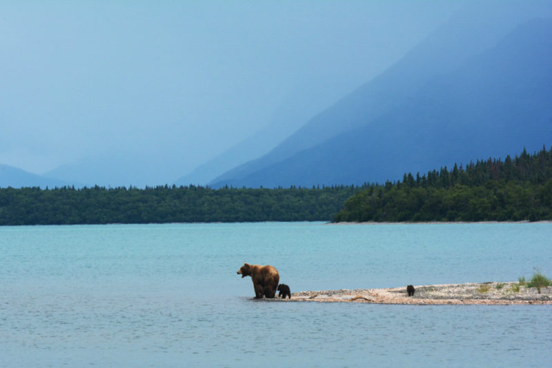 Best Things to do in Alaska: Brown Bears in Katmai National Park