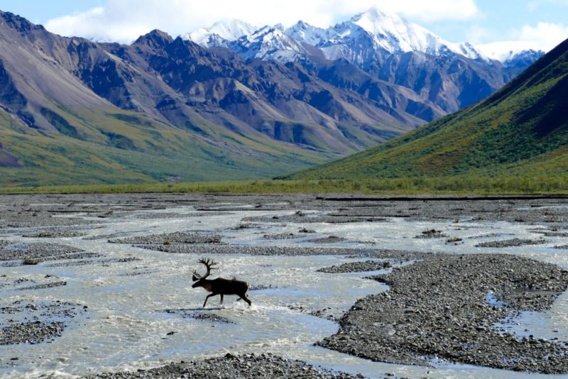 Best Things to do in Alaska: Denali National Park
