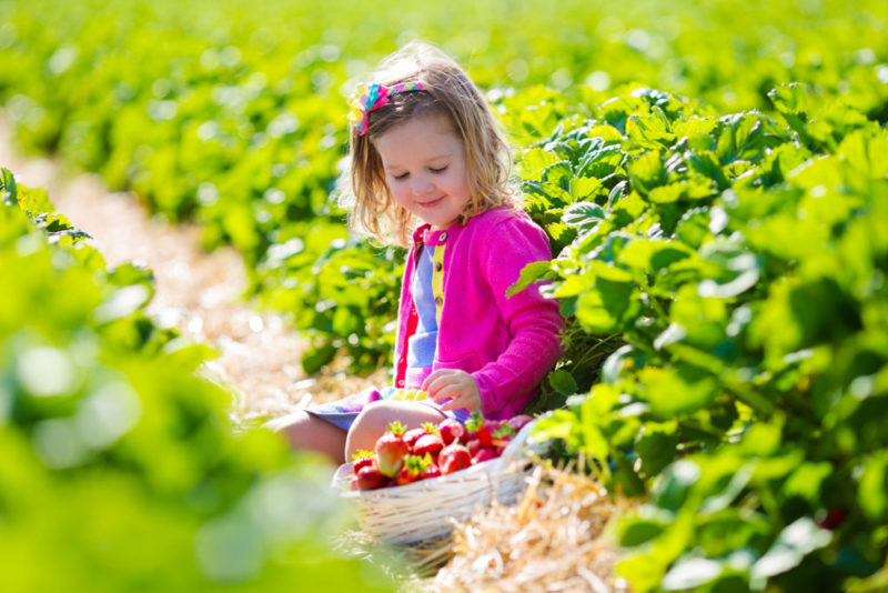 Best Things to do in Asheville with Kids: Fruit and Veggie Picking