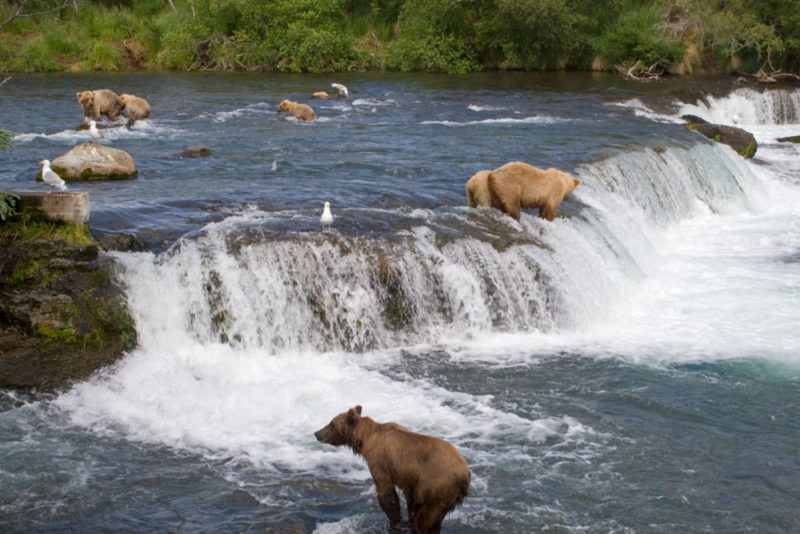 Cool Things to do in Alaska: Brown Bears in Katmai National Park