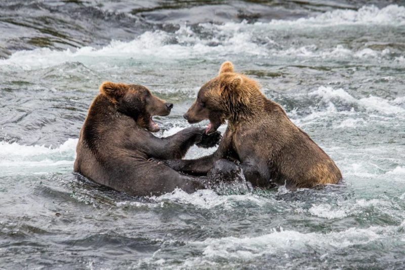 Unique Things to do in Alaska: Brown Bears in Katmai National Park