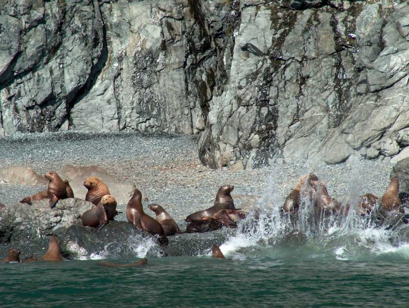 Unique Things to do in Alaska: Prince William Sound