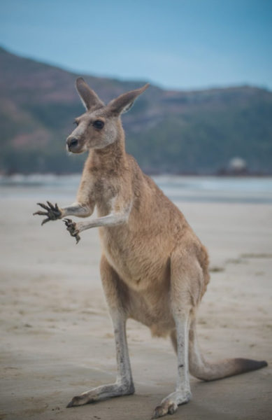 Best Places to Visit in Queensland: Kangaroo in Cape Hillsborough