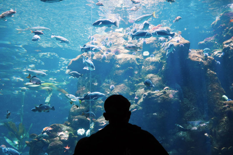 Boise Things to do: Aquarium of Boise