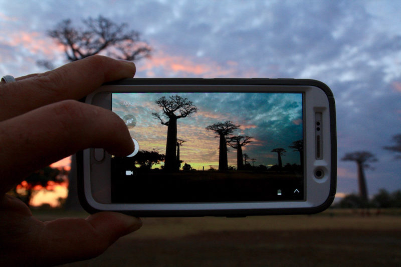 Guide to Madagascar: Avenue of Baobabs