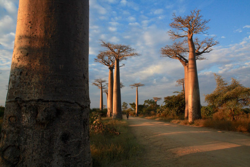 Guide to Madagascar: Avenue of Baobabs