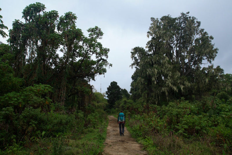 Hiking Mount Kenya: Trail Section