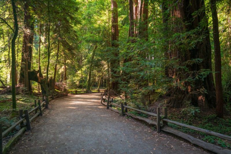 How to Spend a Weekend in Santa Cruz California: Henry Cowell Redwoods State Park