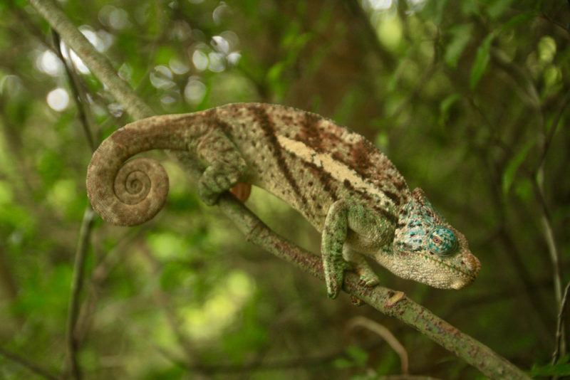 Madagascar Travel Guide: Amber Mountain Lizard