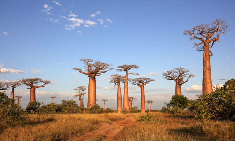 The Best Things to do in Madagascar