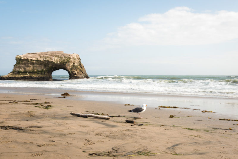 Unique Things to do in Santa Cruz: Natural Bridges State Beach
