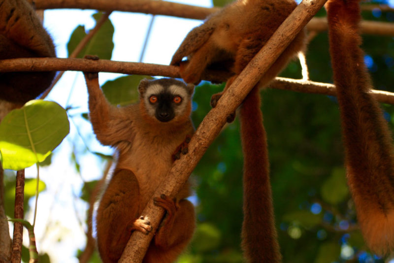 Visit Madagascar: Lemur