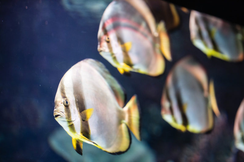 What to do in Boise: Aquarium of Boise