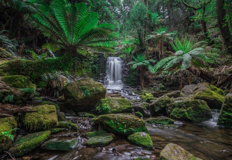 Best Hikes in Tasmania: Mount Field National Park
