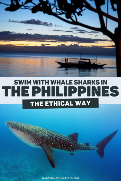 Ethically Swim with Whale Sharks in the Philippines