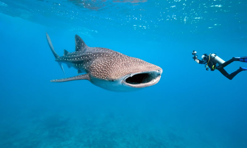 How to Swim with Whale Sharks in the Philippines the Ethical Way