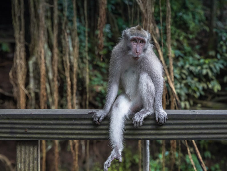 Itinerary for Bali: Monkey Temple