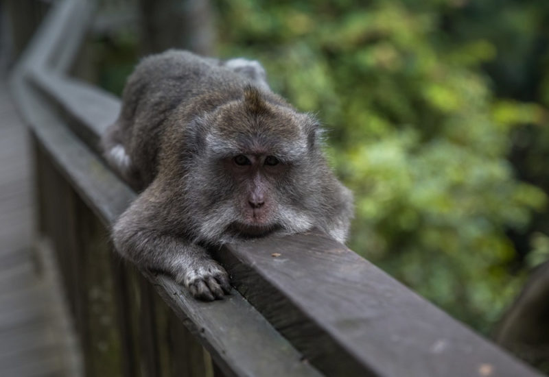One Week in Bali: Monkey Forest Ubud
