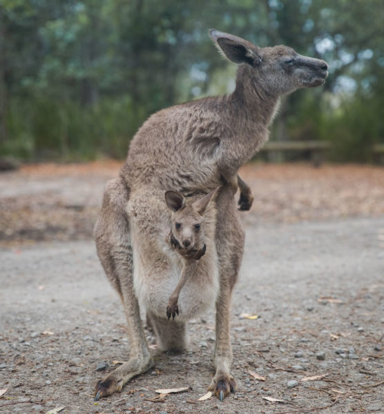 Places to Visit in New South Wales: Kangaroos, Jervis Bay