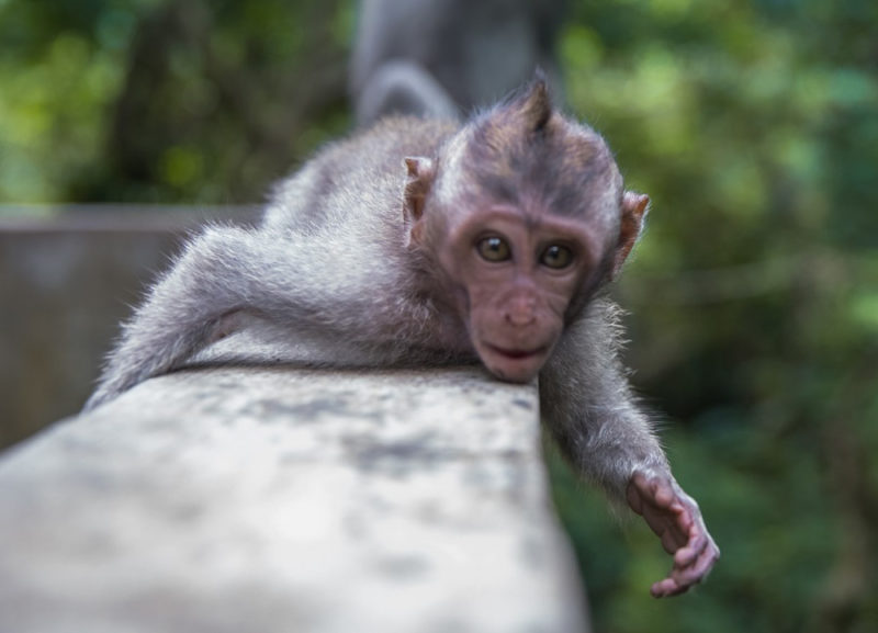 Plan a Trip to Bali: Monkey