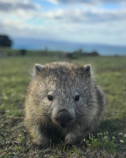 Tasmania Top Attractions: Wombat