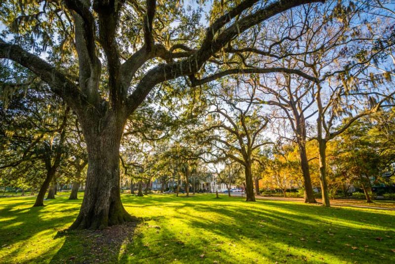 Unique Things to do in Savannah: Forsyth Park