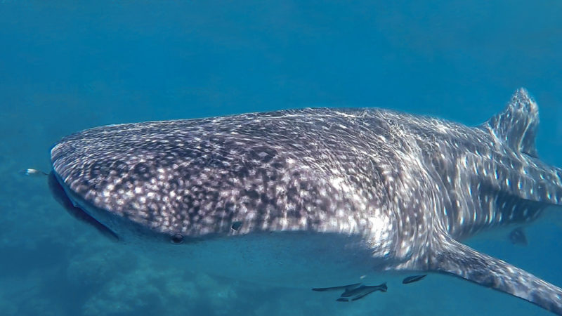 Whale Shark Diving Philippines in Sogod Bay
