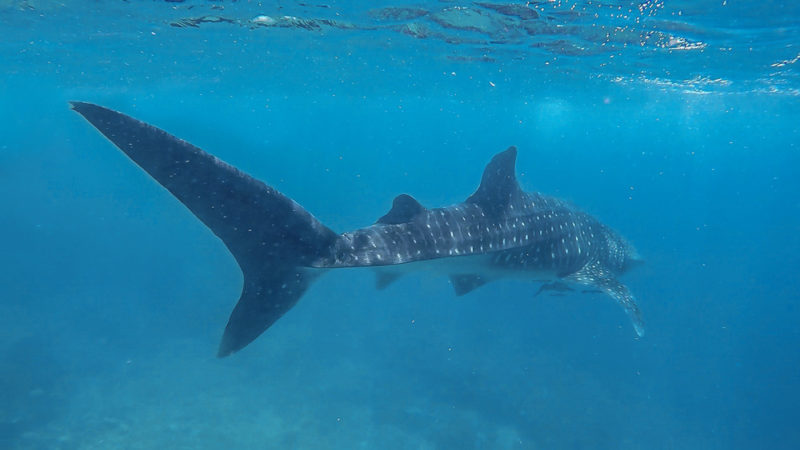 Whale Shark Oslob: Massive Tails