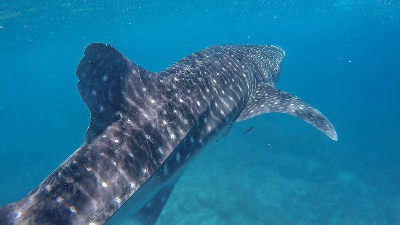 Whale Sharks Philippines: Lifetime Experience